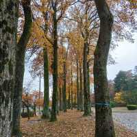 岩手県！盛岡城跡公園で紅葉狩り