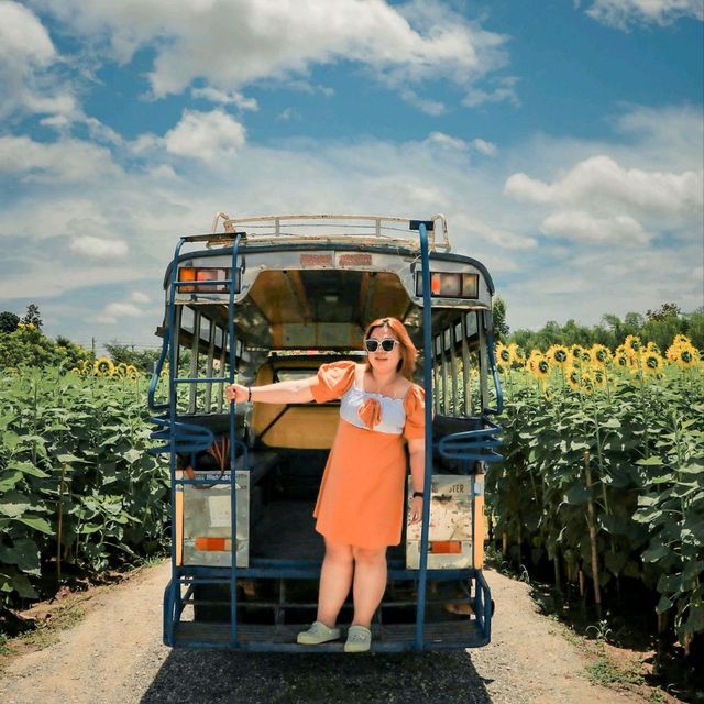 บ้านไร่นายรุ่ง เปิดให้เข้าชมทุ่งดอกทานตะวัน🌻