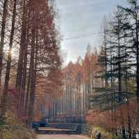 단풍구경명소로 핫한 장태산🍁