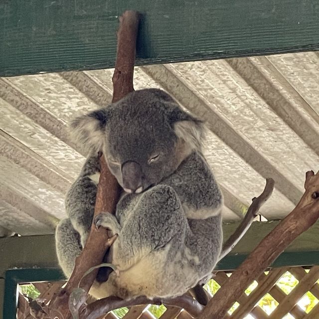 近距離接觸袋鼠和樹熊的動物園