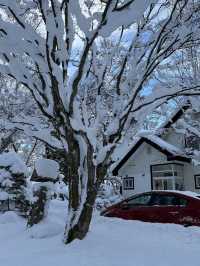 자작나무 눈세상 ”탁심원“ ❄️❄️❄️