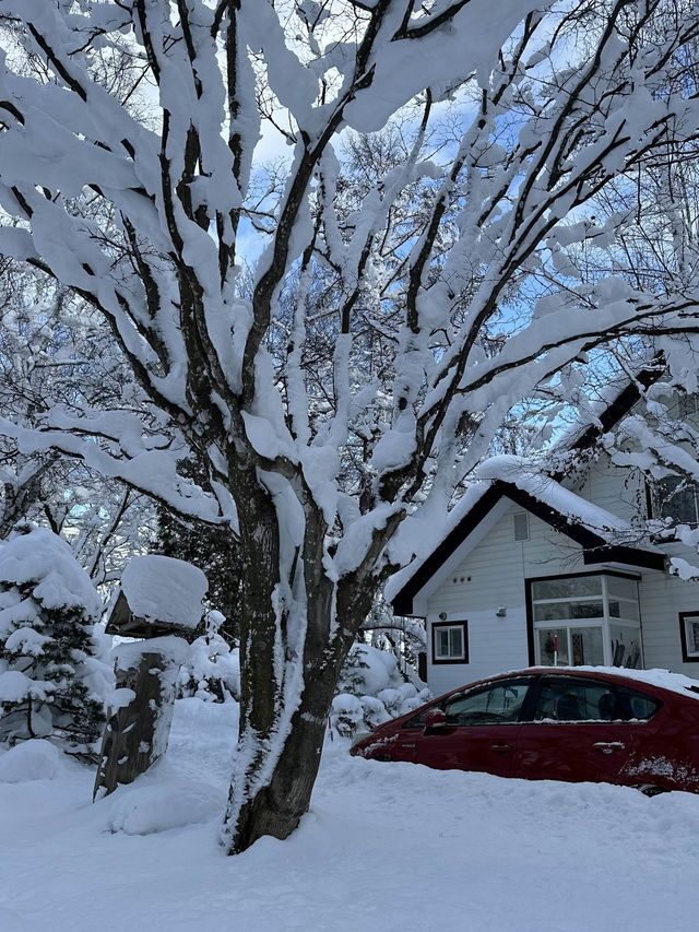 자작나무 눈세상 ”탁심원“ ❄️❄️❄️