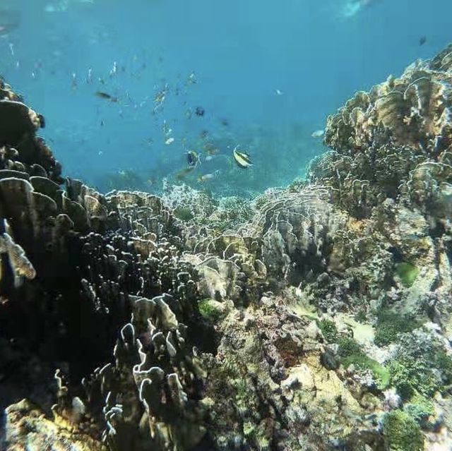 Similan Island & The Seaton House! 