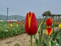 Mafan Agricultural Wonderland - Spring Time!