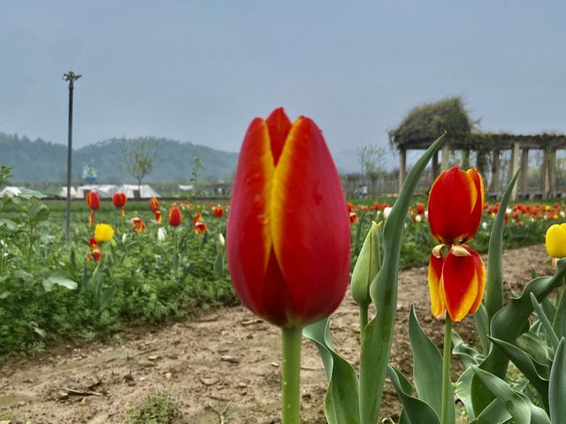 Mafan Agricultural Wonderland - Spring Time!