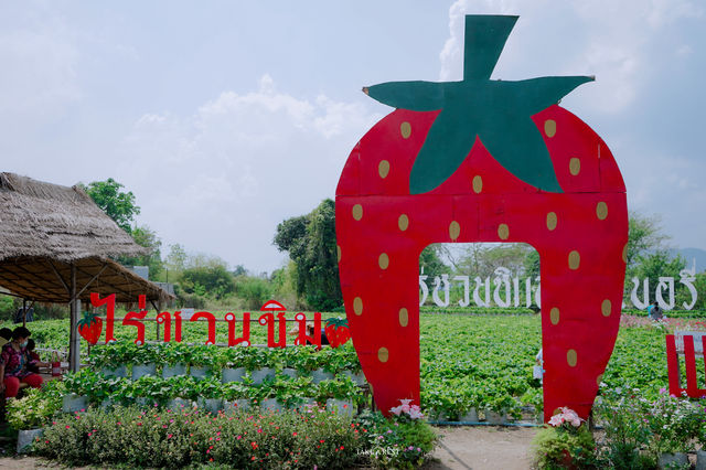 ไร่ชวนชิม สตรอเบอรี่มวกเหล็ก