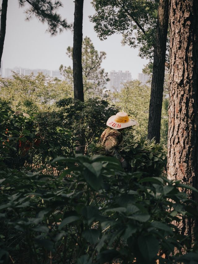 Lush Green Park on a hill in Hangzhou 🌳🌿🌸