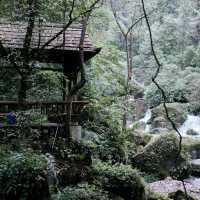 Picking Fresh Bamboo in Qingcheng Mountain