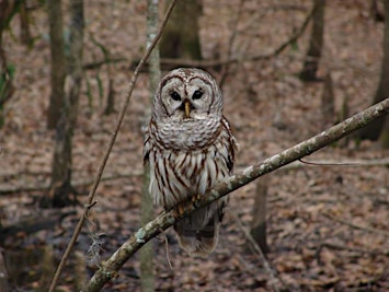 Feathered Friends: Homeschool Ages 5 - 9 | Wahaneeta Preserve