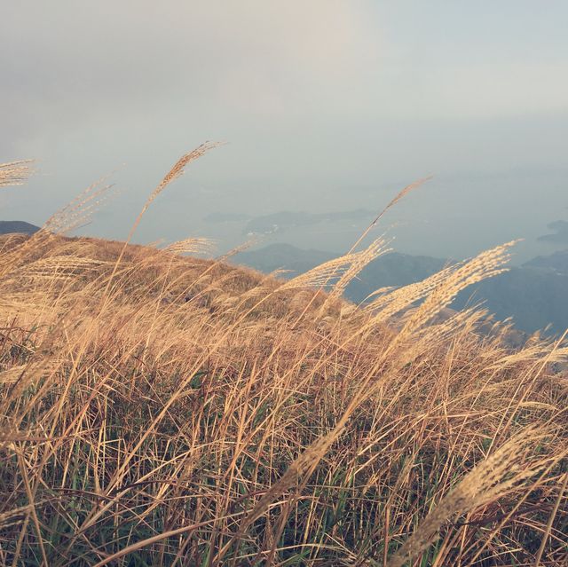 帶你上大東山睇芒草 帶你上大東山睇芒草