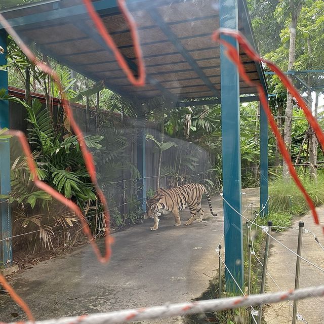 호랑이 들의 쉼터 🐯Tiger Park ! 🐅