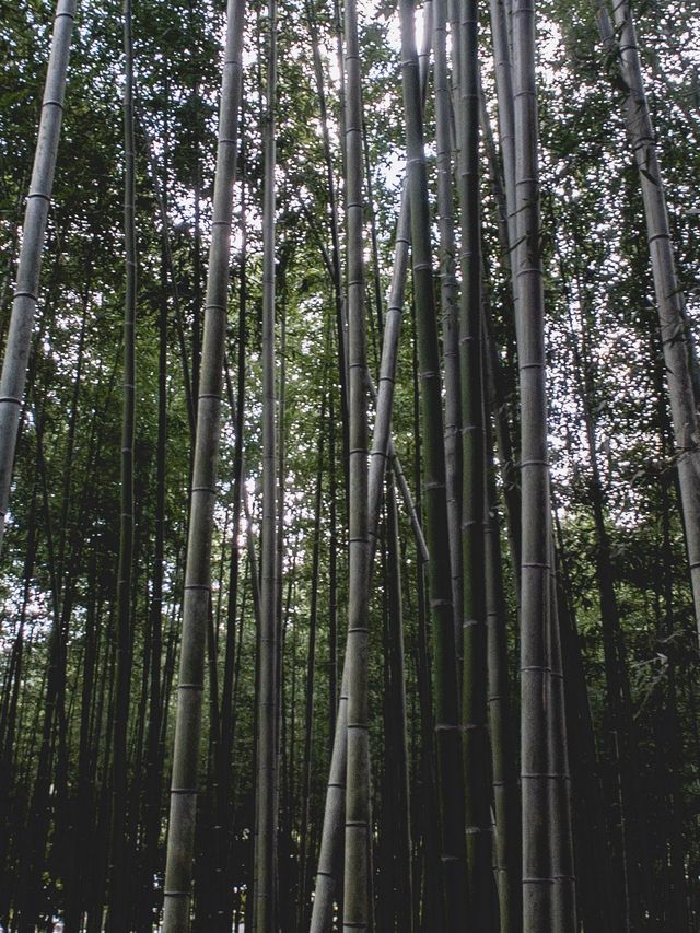 The Magical Forest of Kyoto