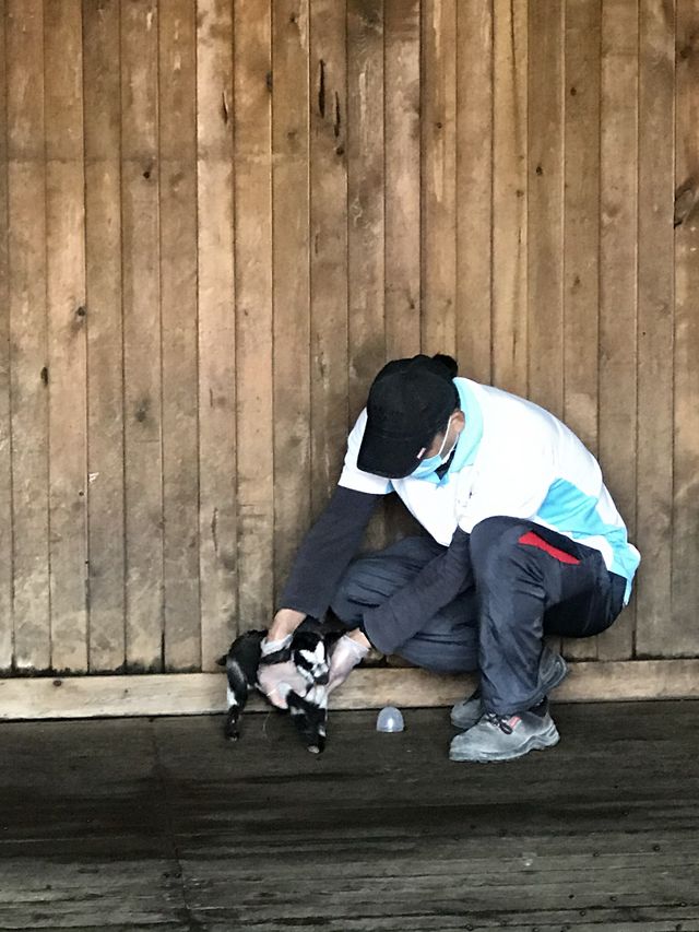 🐑🐏親親小山羊 港版「台灣清境農場」🐐