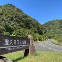 車窓からも見れる紀元杉in屋久島