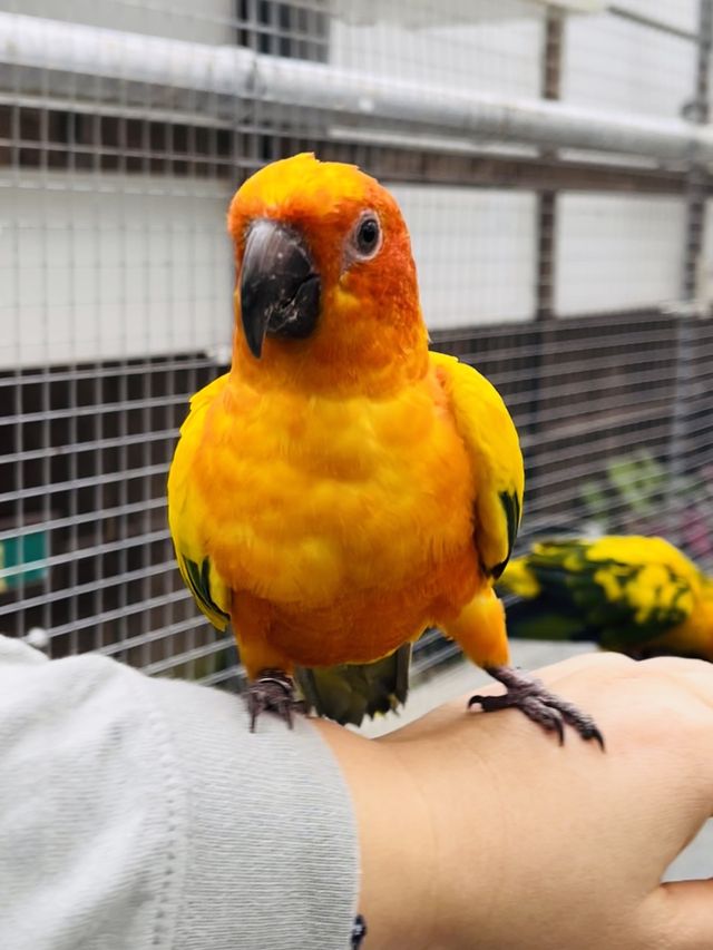 【掛川花鳥園】「花と鳥とのふれあい」が楽しめるテーマパーク