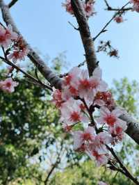 🌸城門谷公園賞櫻攻略🌸