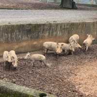 六福村樂園｜刺激的遊樂設施和可愛的野生動物，值得票價