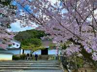 京都　SAKURA 桜めぐり❗️南禅寺の桜に感動❗️