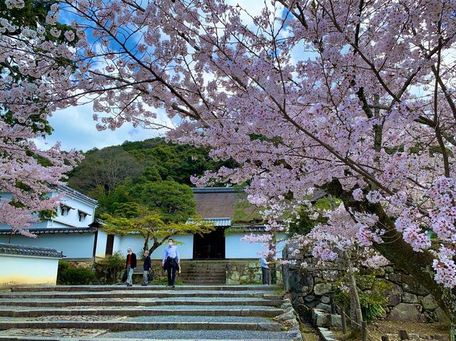 京都　SAKURA 桜めぐり❗️南禅寺の桜に感動❗️