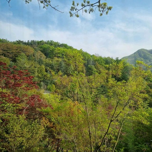 수선화 축제가 한창인 화담숲