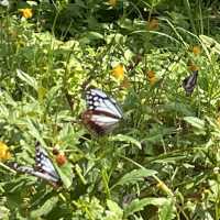 旅する蝶々🦋💫.•*¨*•.🦋💫 