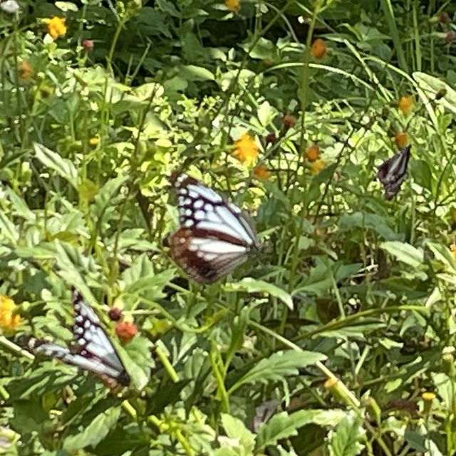 旅する蝶々🦋💫.•*¨*•.🦋💫 
