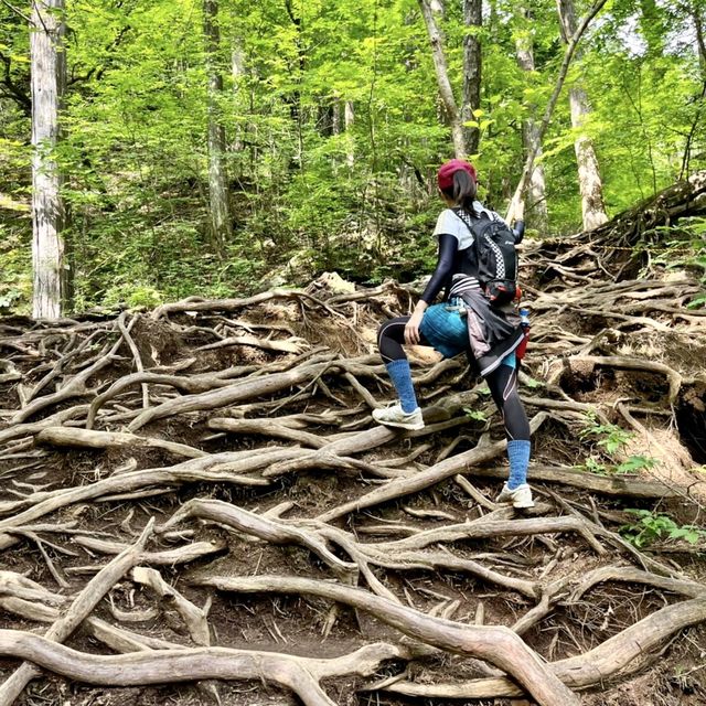 【マイナスイオンを浴びる！　御岳山】３時間のお手軽ハイキング