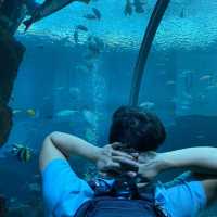 SEA aquarium 