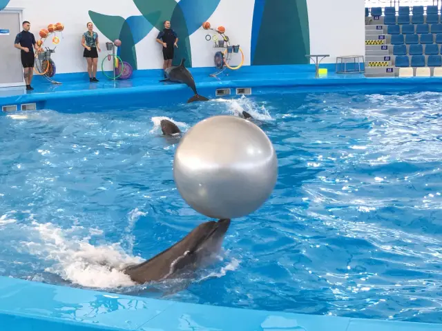 Pattaya Dolphinarium โชว์โลมาที่ดีที่สุดในเอเชีย