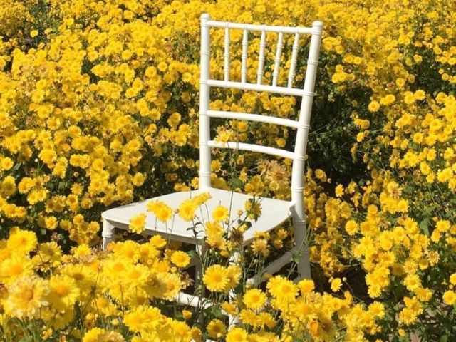 🌼🌼ทุ่งดอกเก๊กฮวย วังสองนคร🌼🌼