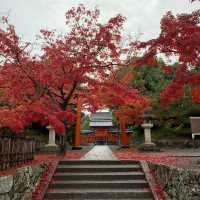 京都紅葉2022 天龍寺の紅葉
