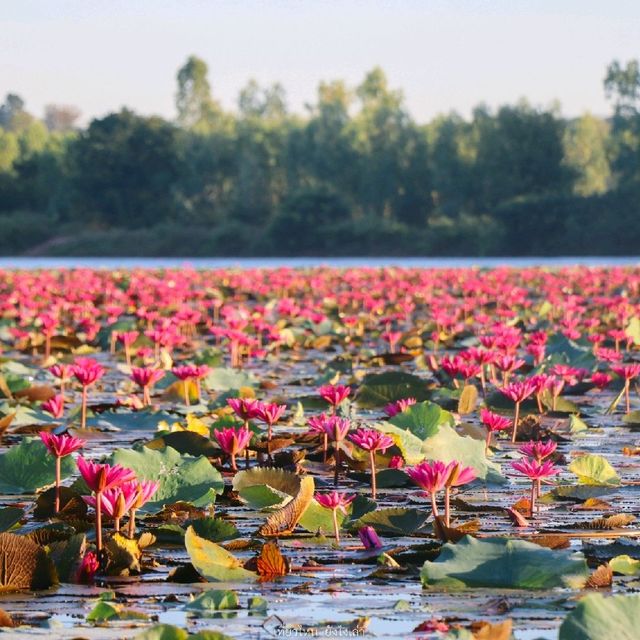 ทะเลบัวแดง จังหวัดกาฬสินธุ์