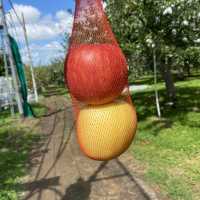 青森県 名物 りんご狩り🍎
