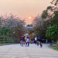 親子好去處：大尾篤行山騎單車撐船仔