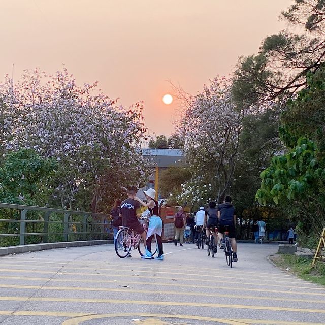 親子好去處：大尾篤行山騎單車撐船仔