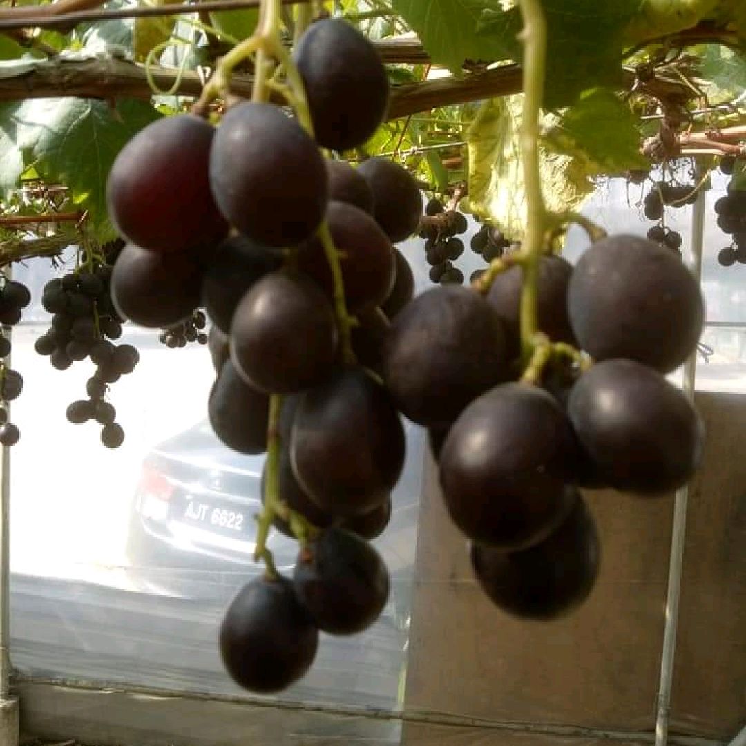 kebun anggur cameron highland