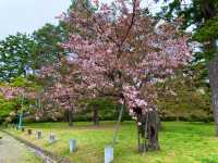 京都　KYOTO SAKURAめぐり❗️京都御苑の車返桜に感動❗️