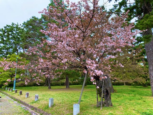 京都　KYOTO SAKURAめぐり❗️京都御苑の車返桜に感動❗️