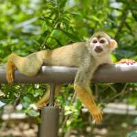 An impromptu squirrel monkey photoshoot!