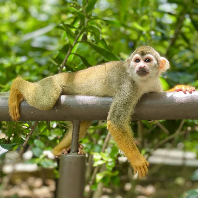 An impromptu squirrel monkey photoshoot!