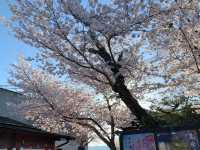 京都　SAKURA 桜めぐり❗️高台寺の桜に感動❗️