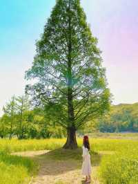 (✿ฺ。석장리 계절별 꽃단지 - 유채꽃편 ✿ฺ) 