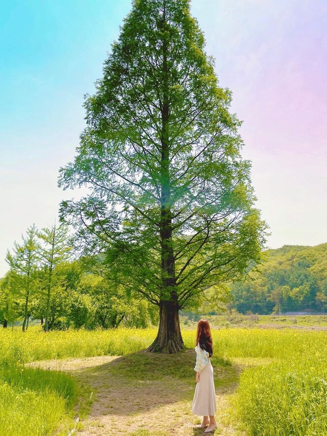 (✿ฺ。석장리 계절별 꽃단지 - 유채꽃편 ✿ฺ) 