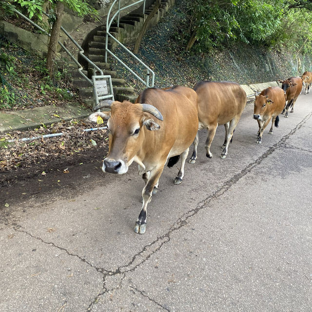 親親大自然⛰毫不費力之選～