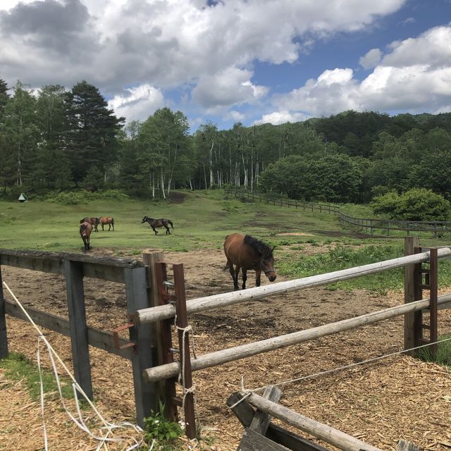 【開田高原】希少な在来種・木曽馬！！