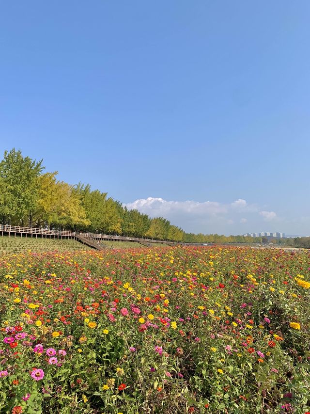 아산에 은행나무길 아직도 안간사람!!!! 