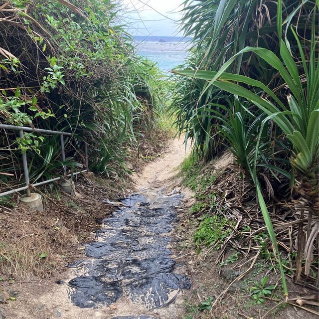 【奄美大島　土盛海岸】ブルーエンジェル🌊✨