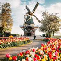 Keukenhof Holland Tulip Season