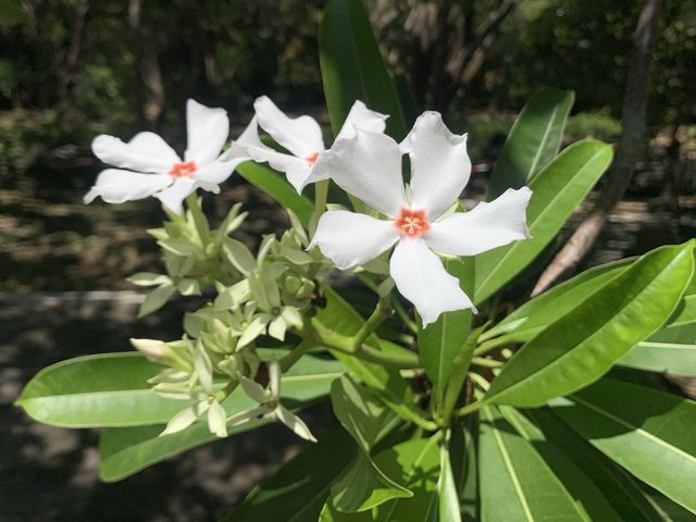 本地遊 ｜ 荔枝角公園 ｜賞花 ｜ 小百日草