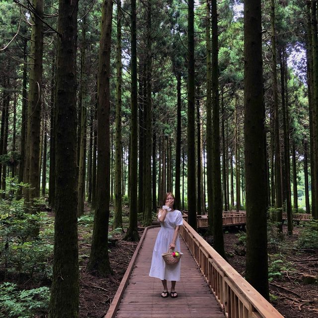 힐링공간 사려니 숲길🌿